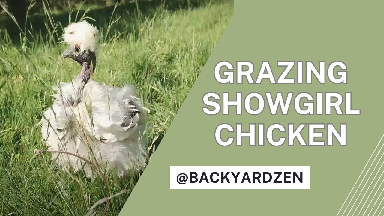 Grazing Showgirl Chicken: A Gentle Symphony - YouTube