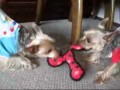 引っ張り合いっ子♪