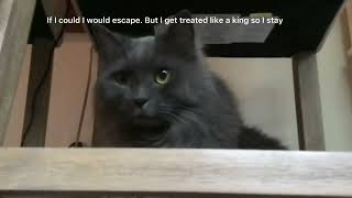 Interviewing my pets! (READ DESC)