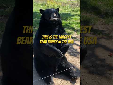 This is the LARGEST BEAR RANCH in the USA! 🐻 #bears #travel