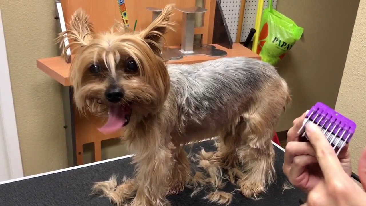 How to groom a matted Yorkie (Jojo) YouTube