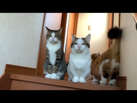 3匹でほっこりする猫にほっこりする