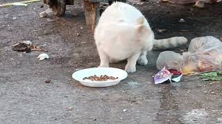 When cats are hungry, unfortunately, they search in the garbage for food