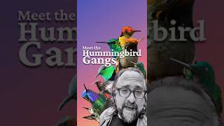 Wheel of Birds 17: Meet The Hummingbird Gangs #birds #nature #hummingbird