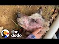 Starving husky nearly gives up until a miracle happens  the dodo