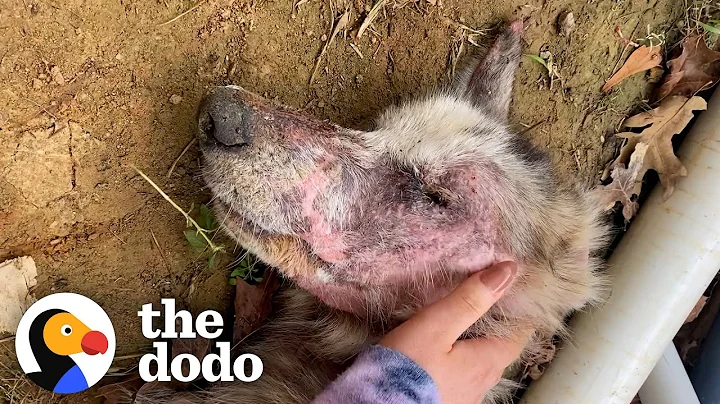 Starving Husky Nearly Gives Up Until A Miracle Happens | The Dodo - DayDayNews