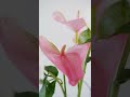 Close up footage of beautiful flower