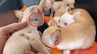 Puppies Struggle to Recover After Pet Hoarder Rescue... by Joey Graceffa Vlogs 256,841 views 9 months ago 11 minutes, 46 seconds