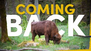 The Return of the Bison: Europe’s Largest Wild Animal