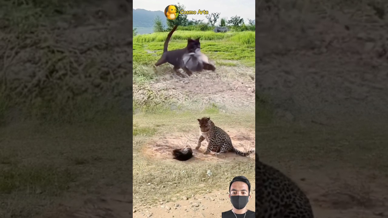 AMAZING!! PERTARUNGAN SENGIT KUCING DAN SIGUNG 