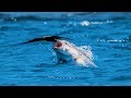 Un poisson gobe un oiseau en plein vol  zapping sauvage