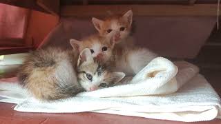 What a Cute Surprise! | Cats in the Philippines | Rescuing Kittens | Crazy Little Monsters