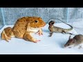 WARNING LIVE FEEDING! Asian Bullfrog vs Tree Lizard and Mouse - What to see?