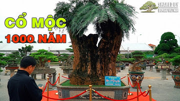 Cổ Mộc hiếm thấy: Thiên Tuế 1000 năm tuổi của nhà vườn Hùng Xiếc