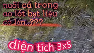 Mô hình nuôi cá lóc trong ao lót bạt.
