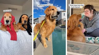 When My Dogs See Us Opening the Pool...