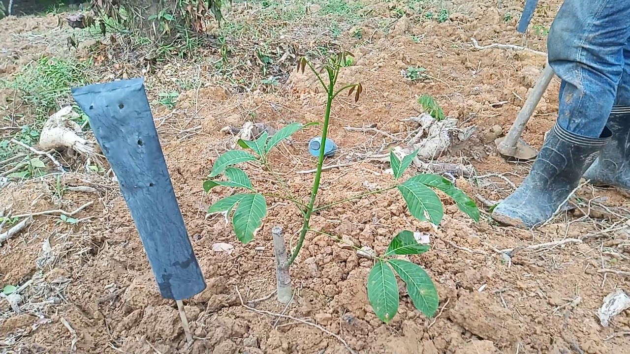 วิธีการดูแลใส่ปุุ๋ยพรวนดินต้นยางเล็ก หากผิดพลาดอะไร แนะนำกันมาได้นะครับ