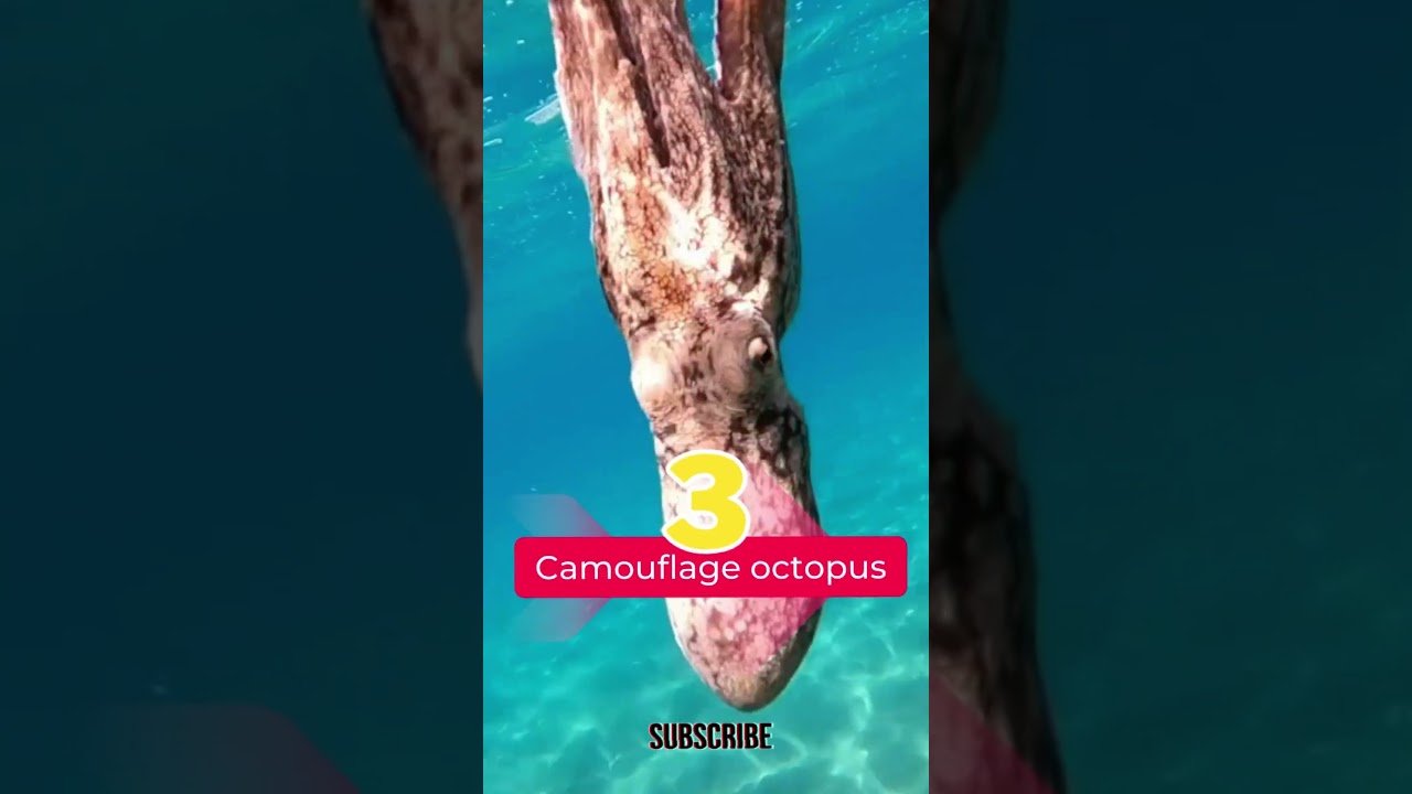 Top 5 Most Unique Animal Adaptations You Won't Believe Exist | 