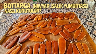 Bottarga ,Havyarhas Topan Kefal Yumurtasi Nasil Kurutulur?