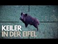 Keiler und Bockjagd in der Eifel I Jede Sekunde zählt!