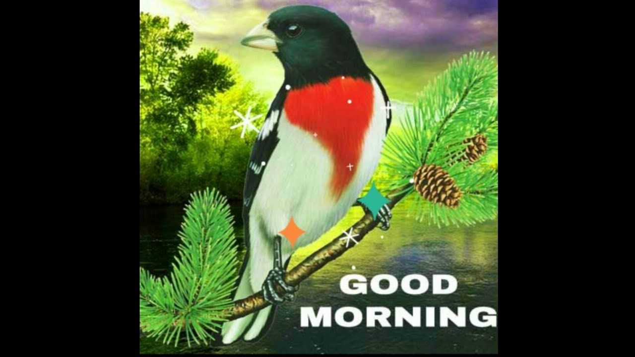 GOOD MORNING video, WhatsApp Status Video 2020, 