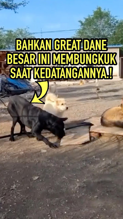 Inilah Anjing Alpha Yang Sesungguhnya