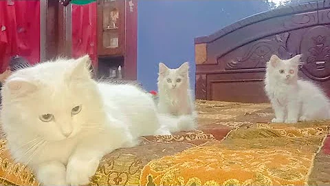 Video 11761141: cat meowing, rare cat, cat playing, funny cat