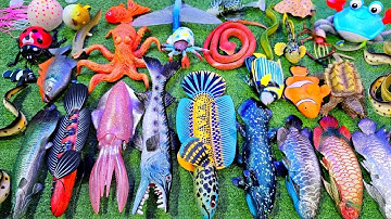 Video cá cảnh đẹp, động vật dễ thương, cá lóc nữ hoàng, cá trê, cá mô hình