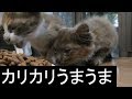 【可愛い】野良子猫2匹、カリカリを食べに窓のふちに待機、カリカリの味を知ってしまった野良子猫可愛い