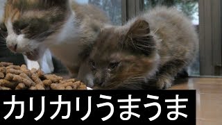 【可愛い】野良子猫2匹、カリカリを食べに窓のふちに待機、カリカリの味を知ってしまった野良子猫可愛い