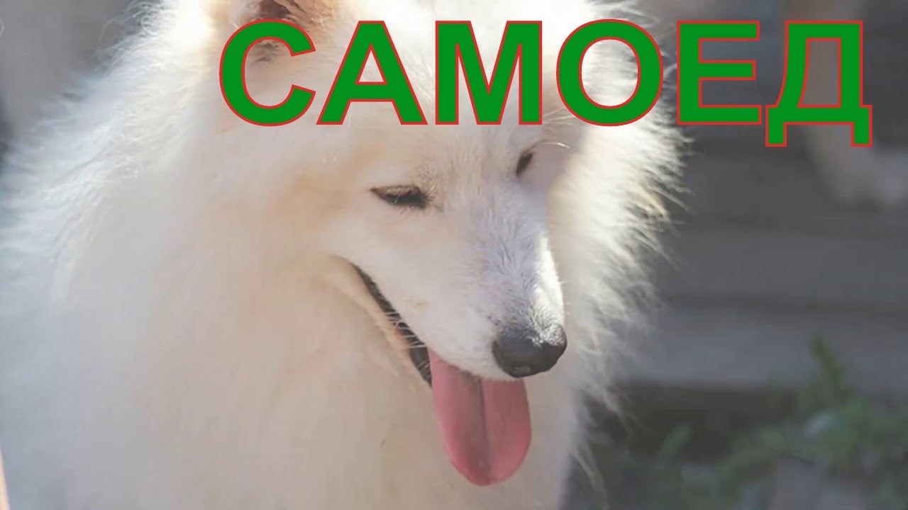 Самоед в машине
