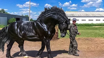 Wie heißt das berühmteste Pferd?