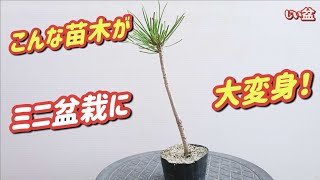 Saplings like these can be turned into mini bonsai.] / Beginners