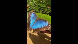 Beautiful Blue Morpho butterfly