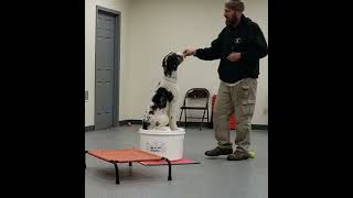 🐕 Real lesson, 1st session with Andy the Aussiedoodle #dogtraining #aussiedoodle #shicklek9