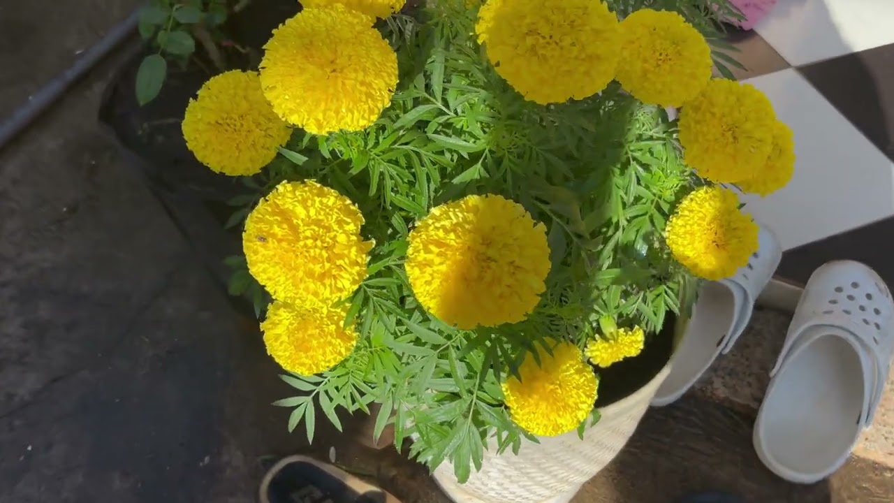 Vườn hoa 29/12 đón Tết Bính ngọ 2026