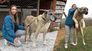 13 Tane Kangal Ve Çoban Köpeği̇ne Bakan Almanci Kiz Köpekleri̇n Sütünü Sağiyor Dogs