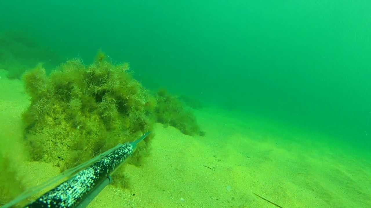 Сарган сентябрь 2012 GoPro2