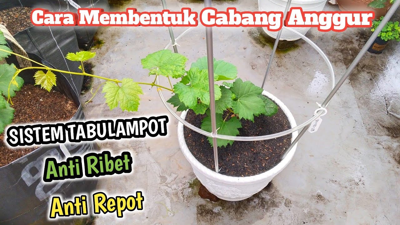 Andai Tau Dari Dulu❓Cara Membentuk Percabangan Tabulampot Anggur‼️Sangat Mudah