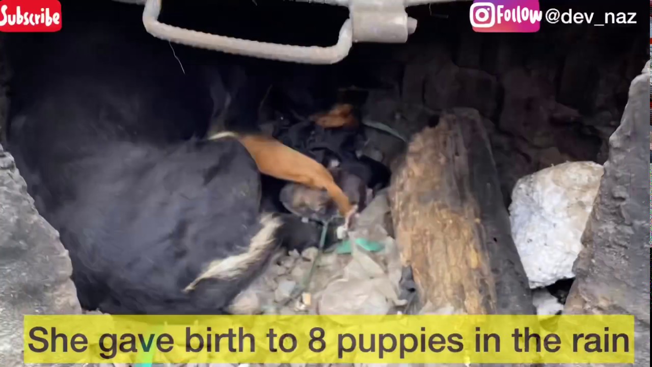 Mother gives birth in the rain 6 puppies survival story! - YouTube