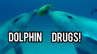 Dolphins Use Pufferfish for WHAT?!