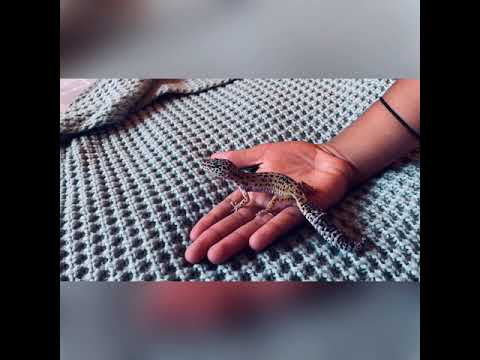 camera iphone 8 plus apk Meet Echo the Leopard gecko *1st day of feeding* (vlog #1)