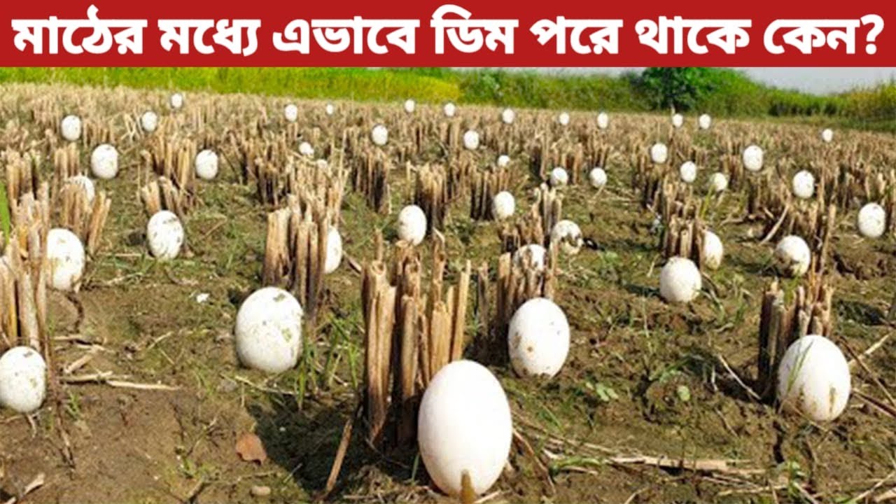  Mysterious Natural Phenomenon Facts Bangla 