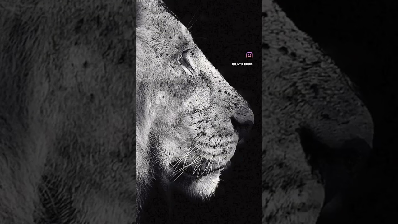 Wild Animals of Africa.  