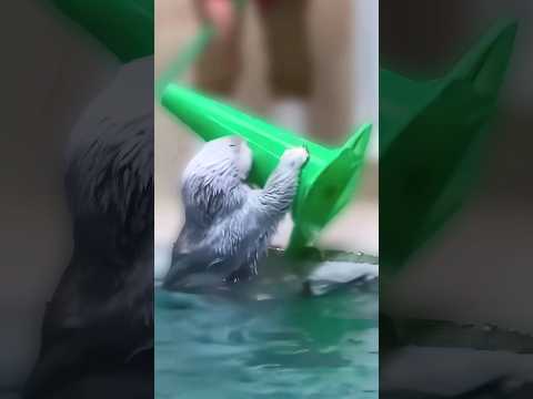 Video: Pet Scoop: Sea Otter Dapat Membantu Memerangi Pemanasan Global, TSA Dogs Menghormati Korban 9/11