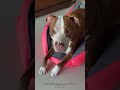 Como acabar com medo do cachorro a barulho de fogos de artifício #shorts