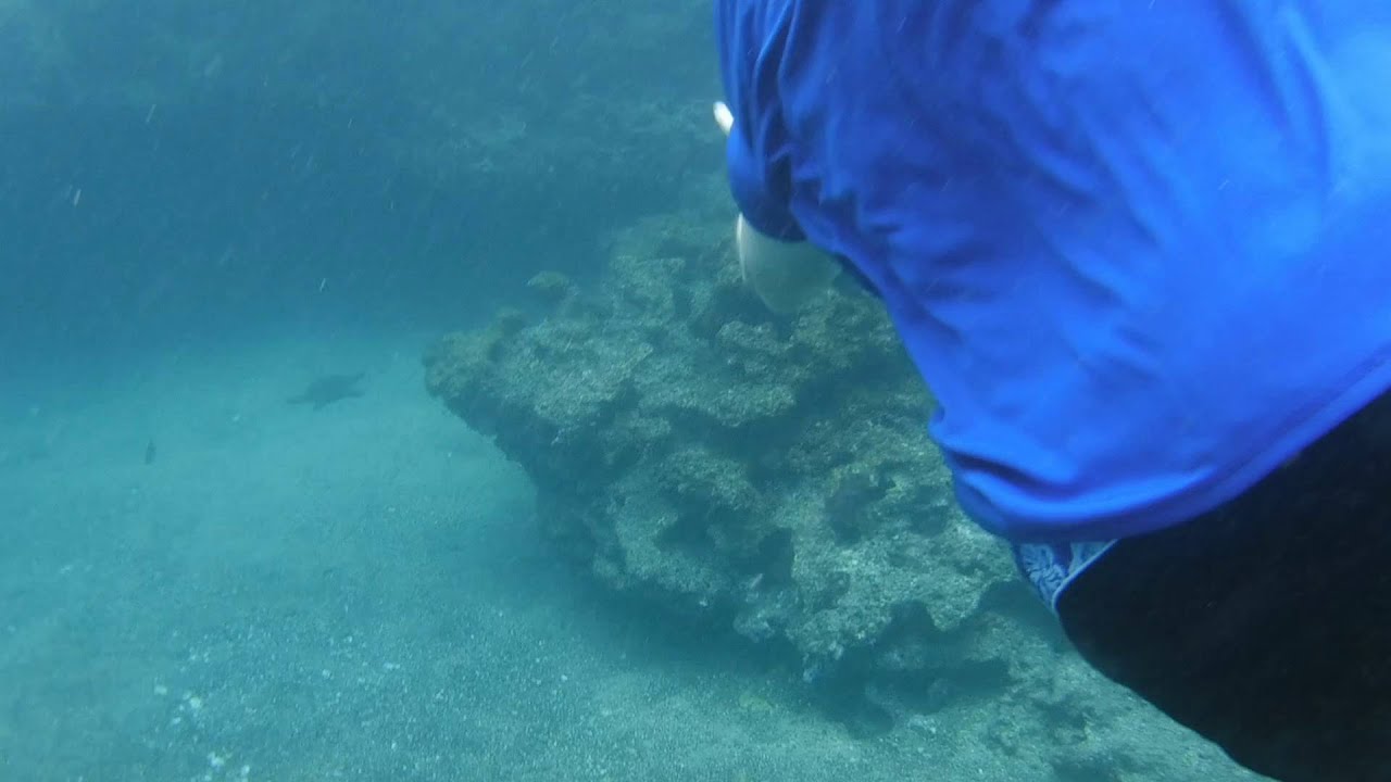 Underwater Camera Clip Galapagos Islands YouTube
