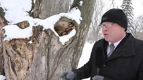 Beloved tree in Perth to come down