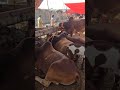 Eid Ul Adha 2025 #viralvideo #viralshortvideo #fyp #cowgoat #camel #eiduladha2025 #hajj2025 #bull