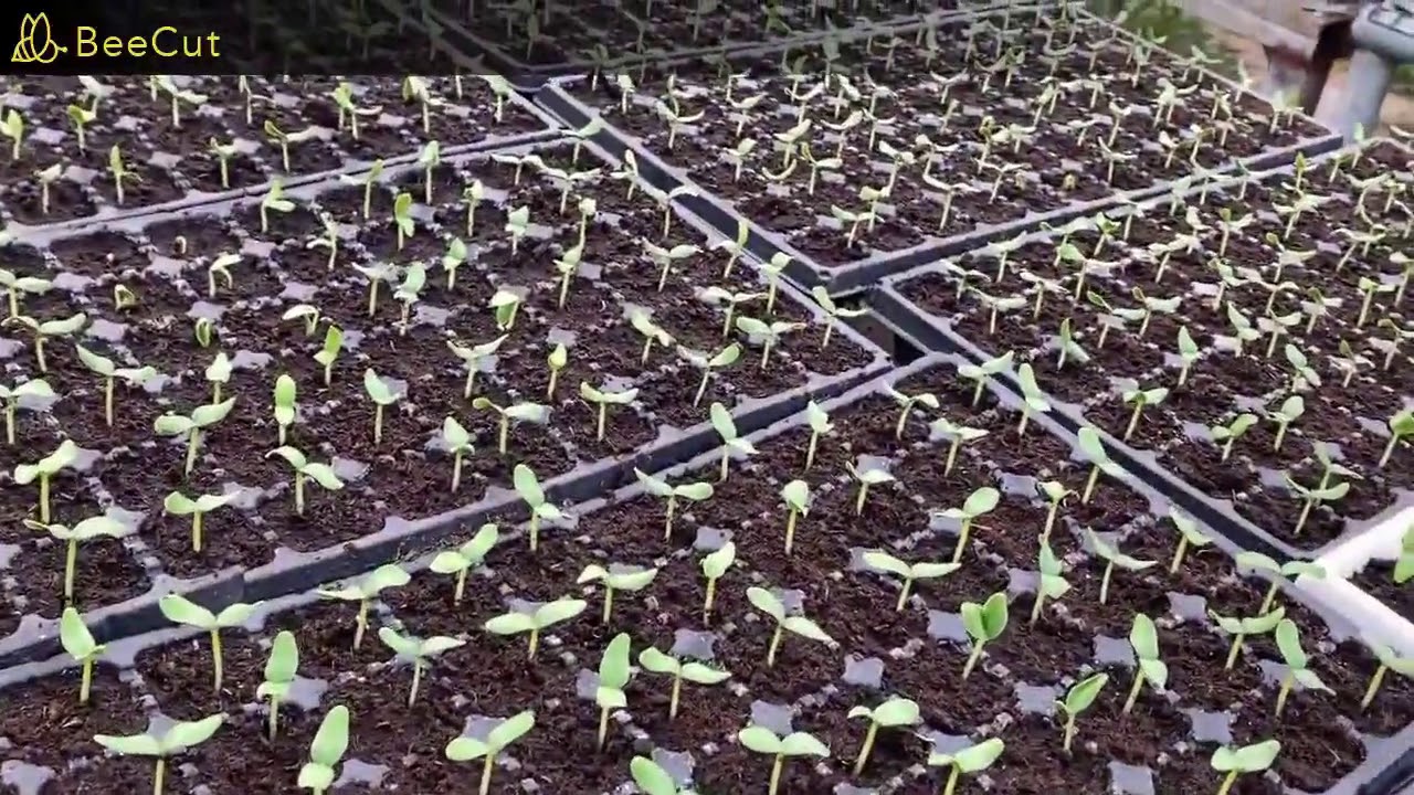 ازرع شتلات الخيار بنفسك . بدل من مشاكل المشاتل ورش مثبتات النمو . ومشاكل ما بعد الشتل ......